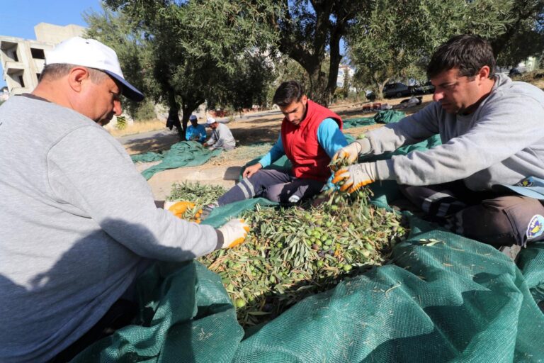Turgutlu Belediyesi Zeytin Hasadına Başladı Turgutlu Belediyesi Zeytin Hasadına Başladı