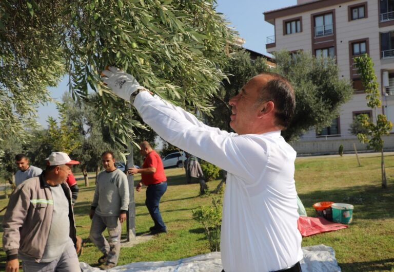 Turgutlu Belediyesi Hasat Sonucu 1442 Kilogram Zeytinyağı Elde Etti Turgutlu Belediyesi Hasat Sonucu 1442 Kilogram Zeytinyağı Elde Etti