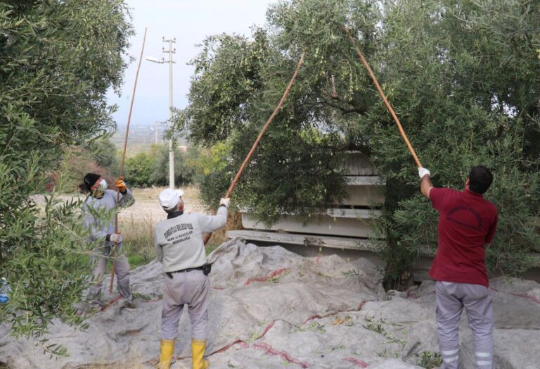 Turgutlu’da Zeytinler İhtiyaç Sahiplerine Aş Oluyor Turgutlu’da Zeytinler İhtiyaç Sahiplerine Aş Oluyor