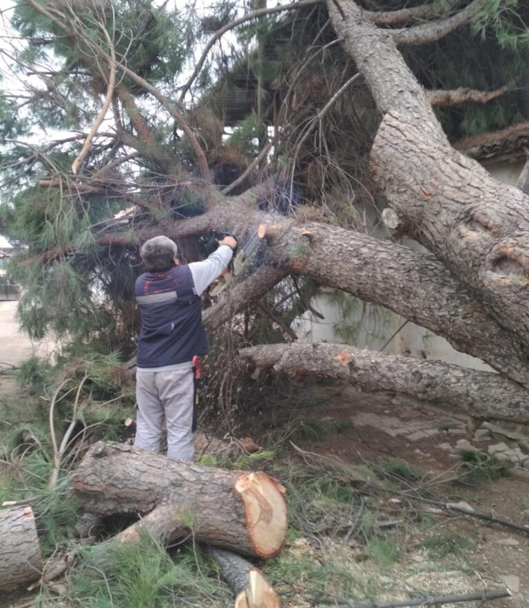 Turgutlu Belediyesi Ekiplerinden Devrilen Ağaçlara Anında Müdahale Turgutlu Belediyesi Ekiplerinden Devrilen Ağaçlara Anında Müdahale