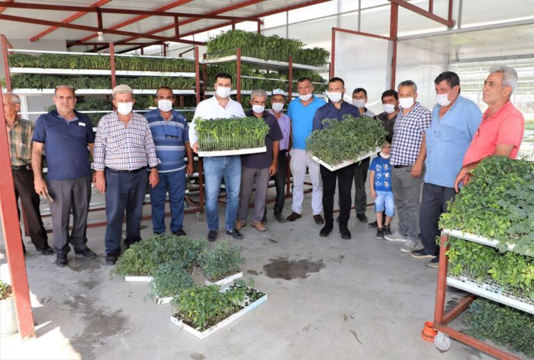 Turgutlulu Üreticilere 200 bin Fide Ulaştırılacak