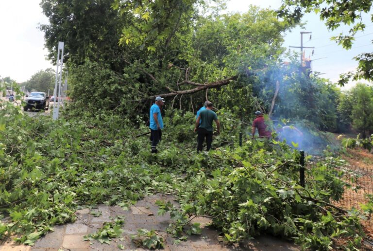 Turgutlu Belediyesi Park ve Bahçeler Müdürlüğü Ekipleri İşbaşında