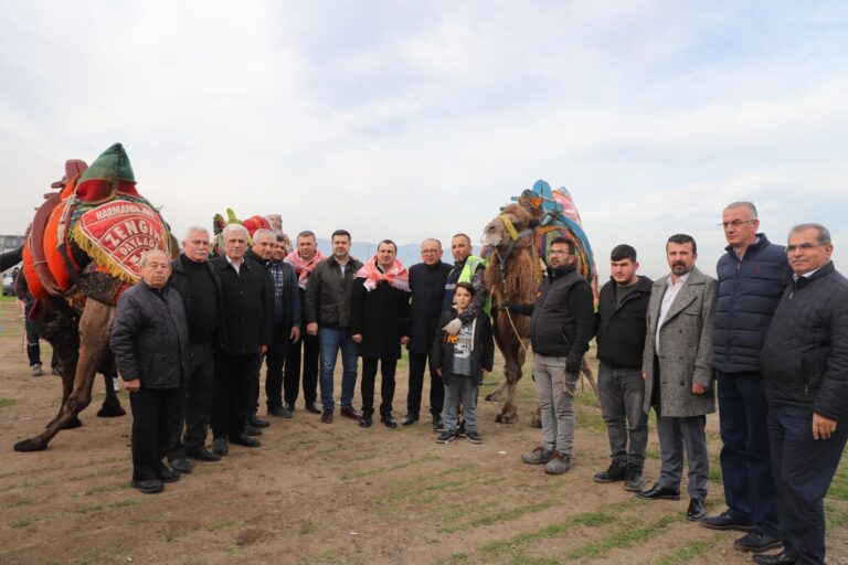 Turgutlu Belediyesi Geleneksel Deve Güreşleri Büyük İlgi Gördü
