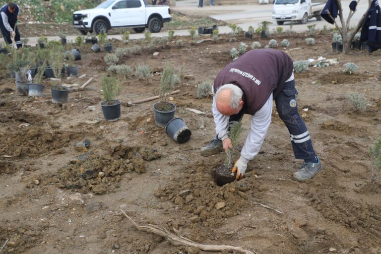 Turgutlu Belediyesi Park ve Bahçeler Müdürlüğü Ekiplerinden Kent Estetiğini Güzelleştiren Çalışmalar Turgutlu Belediyesi Park ve Bahçeler Müdürlüğü Ekiplerinden Kent Estetiğini Güzelleştiren Çalışmalar